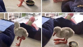 Ini adalah bayi burung Flamingo dengan kakinya yang panjang. Pada saat dewasa, bulunya yang saat ini putih polos akan berubah warna menjadi pink. Foto: boredpanda