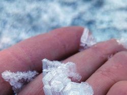 Foto Hewan dan Benda Unik yang Bikin Wawasan Bertambah