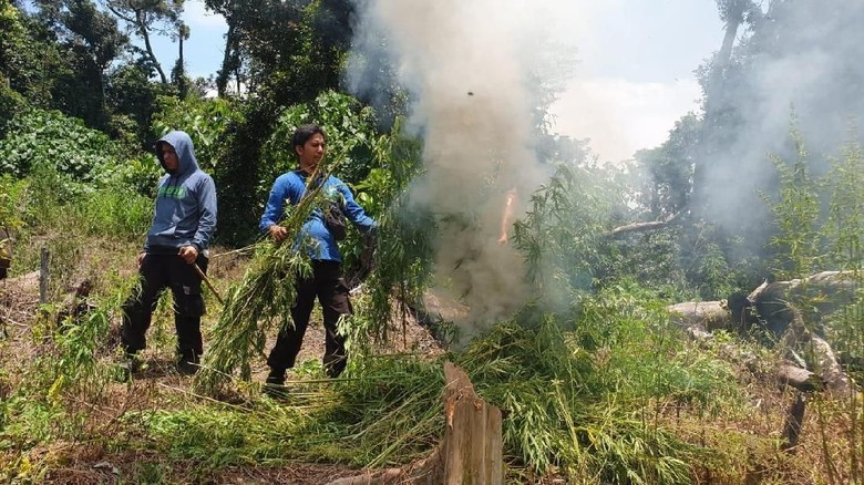 Polisi Bakar 6 Hektare Ladang Ganja di Pegunungan Bireun Aceh Polisi Bakar 6 Hektare Ladang Ganja di Pegunungan Bireun Aceh