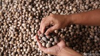 Harga biji pala cukup menggiurkan, bahkan pernah berkisar antara Rp 75.000-Rp 85.000 per kilogram. Belum lagi dari penutup biji pala atau petani menyebutnya sebagai bunga pala yang harga jualnya berkisar Rp 180.000-Rp 200.000 per kg.