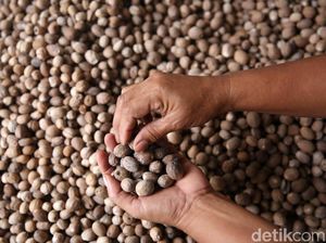 13 Ton Biji Pala RI Mulai Diekspor ke Belanda