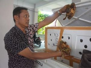 Penyelundupan Ribuan Kepiting di Medan dan Balikpapan Digagalkan Petugas