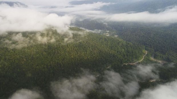 Berjalan Vertikal Demi Bersua 'Burung Surga' di Papua 