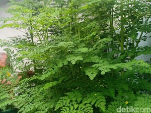 Mitos dan Fakta Daun Kelor Dipercaya Peluntur Susuk Serta Banyak Khasiat