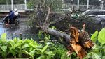 Pohon Tumbang di Jalan Kyai Tapa Jakbar Lalin Macet