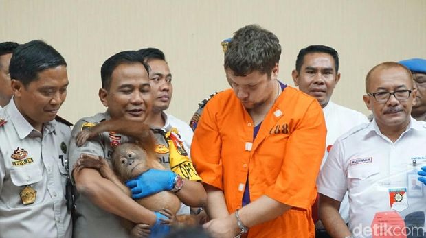 WN Rusia Zhetkov Andrei ditetapkan menjadi tersangka kasus penyelundupan orang utan