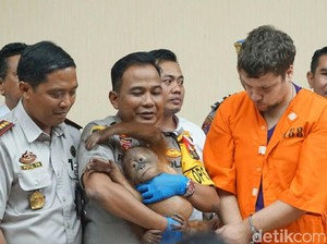 Selain Orang Utan, WN Rusia Juga Ingin Selundupkan Tokek