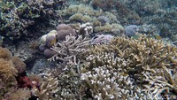 Meski begitu, keindahan alam bawah laut Pulau Sali tak dapat dianggap remeh. Beragam biota laut dan terumbu karang nampak mempesona saat dilihat langsung oleh para wisatawan yang menyelam di sekitar pulau tersebut.