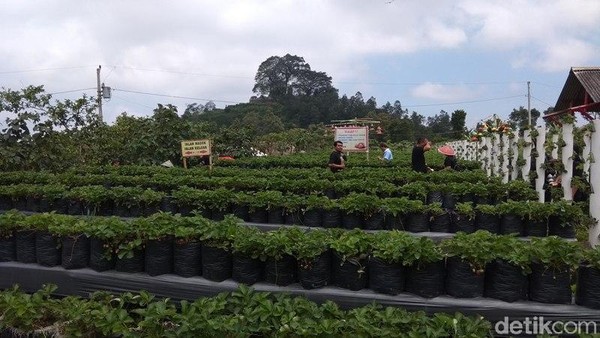 Untuk memasuki kebun ini, tiket masuknya sebesar Rp5.000. Setelah membayar tiket masuk, nantinya pengunjung akan mendapatkan arahan dari pengelola. Termasuk nantinya akan diberi tempat untuk petik buah dan gunting memetik stroberi. (Eko Susanto/detikcom) Untuk memasuki kebun ini, tiket masuknya sebesar Rp5.000. Setelah membayar tiket masuk, nantinya pengunjung akan mendapatkan arahan dari pengelola. Termasuk nantinya akan diberi tempat untuk petik buah dan gunting memetik stroberi. (Eko Susanto/detikcom)