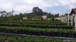 Foto: Serunya Wisata Petik Stroberi di Magelang
