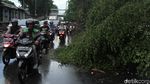 Pohon Tumbang di Jalan Kyai Tapa Jakbar Lalin Macet