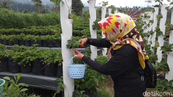 Awalnya kebun stroberi ini ada karena dibukanya objek wisata Ketep Pass tahun 2002. Untuk itu, warga berada di desa sebelahnya, menginginkan peluang yang ada, kemudian dipilihlah stroberi. (Eko Susanto/detikcom) Awalnya kebun stroberi ini ada karena dibukanya objek wisata Ketep Pass tahun 2002. Untuk itu, warga berada di desa sebelahnya, menginginkan peluang yang ada, kemudian dipilihlah stroberi. (Eko Susanto/detikcom)
