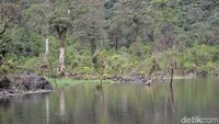 Pemandangan di sini sangat asri. Walau masih banyak gabmut, namun keindahan telaga tidaklah pupdar. (Robby Bernardi/detikcom)