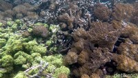 Pesona alam bawah laut itu pun dapat terlihat jelas di permukaan air yang jernih.