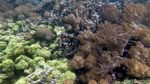 Pesona Alam Bawah Laut Pulau Sali Mutiara dari Timur Indonesia