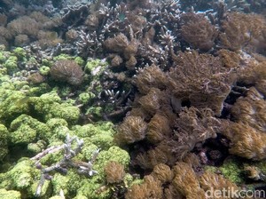 Belajar Merawat Laut dengan Transplantasi Terumbu Karang