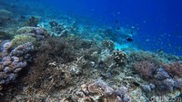 Ikan-ikan kecil nampak melintasi terumbu karang yang tampak cantik di bawah laut Pulau Sali, Halmahera Selatan.