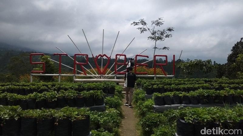 Foto Serunya Wisata Petik Stroberi Di Magelang