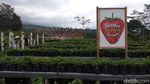 Foto: Serunya Wisata Petik Stroberi di Magelang