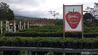 Memetik buah stroberi langsung dari kebunnya bisa datang ke Agrowisata Banyuroto, Kecamatan Sawangan, Kabupaten Magelang. (Eko Susanto/detikcom)