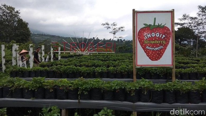 Asyik Magelang Punya Wisata Petik Stroberi