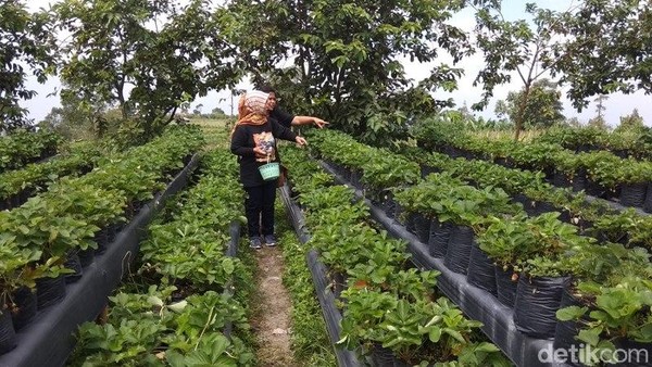 Pengunjung bisa memetik langsung buah stroberi yang diinginkan. Selain memetik buah stroberi secara langsung, pengunjung juga bisa selfie di area kebun stroberi tersebut. Bahkan di sediakan pula spot selfie. (Eko Susanto/detikcom) Pengunjung bisa memetik langsung buah stroberi yang diinginkan. Selain memetik buah stroberi secara langsung, pengunjung juga bisa selfie di area kebun stroberi tersebut. Bahkan di sediakan pula spot selfie. (Eko Susanto/detikcom)