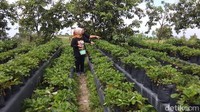 Pengunjung bisa memetik langsung buah stroberi yang diinginkan. Selain memetik buah stroberi secara langsung, pengunjung juga bisa selfie di area kebun stroberi tersebut. Bahkan di sediakan pula spot selfie. (Eko Susanto/detikcom)