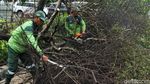 Pohon Tumbang di Jalan Kyai Tapa Jakbar Lalin Macet