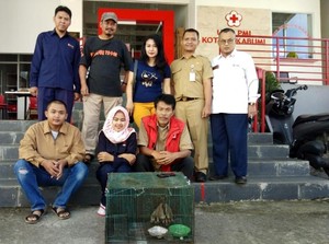 Jatuh dari Pohon, 2 Kukang Diserahkan Pelajar ke PMI Sukabumi