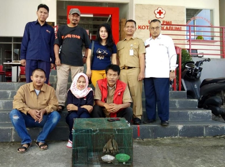 Jatuh dari Pohon, 2 Kukang Diserahkan Pelajar ke PMI Sukabumi Jatuh dari Pohon, 2 Kukang Diserahkan Pelajar ke PMI Sukabumi