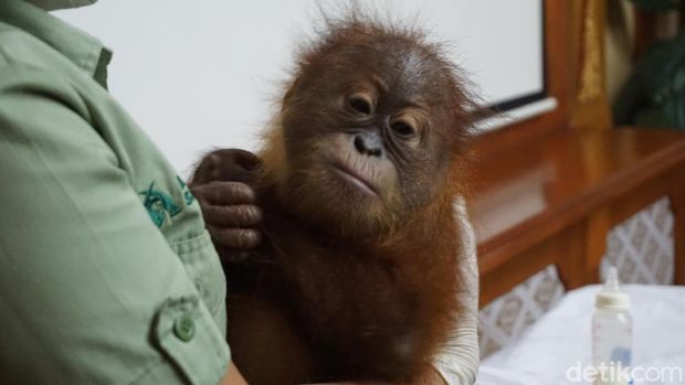 Orang utan yang diselundupkan di dalam koper oleh WN Rusia, kondisinya membaik