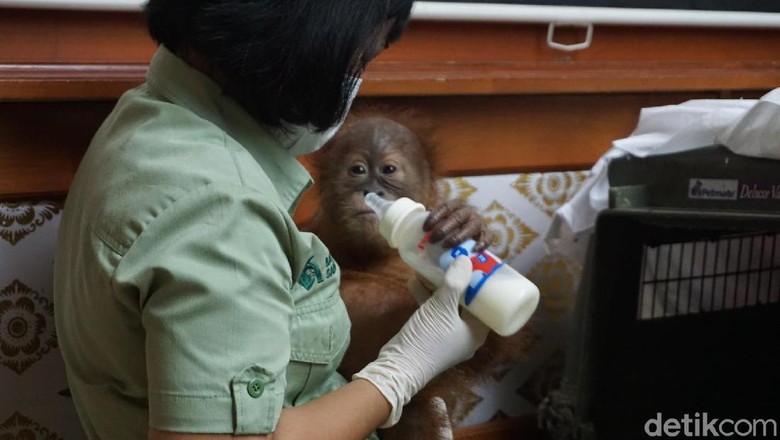 Kondisi Orang Utan yang Dibius WN Rusia di Koper Membaik Kondisi Orang Utan yang Dibius WN Rusia di Koper Membaik