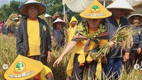 Mayangsari juga ikut membantu suaminya itu memanen padi. Dok. Instagram/mayangsaritrihatmodjoreal