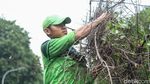 Pohon Tumbang di Jalan Kyai Tapa Jakbar Lalin Macet