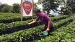 Foto: Serunya Wisata Petik Stroberi di Magelang