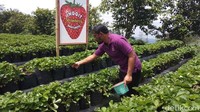 Kendalanya yang dihadapi jika turun hujan ekstrem, katanya, daun rusak dan buah busuk. Jika terjadi hal semacam ini yang dilakukan membersihkan buah busuk dan daun rusak. (Eko Susanto/detikcom)
