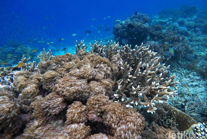 Pulau Sali dapat menjadi destinasi wajib dikunjungi bagi para pecinta diving. Keindahan alam bawah lautnya tak kalah mempesona dari yang lain. Penasaran? Lihat yuk.