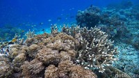 Pulau Sali di Halmahera Selatan, tak hanya mempesona di daratan, tetapi juga indah dengan terumbu karang bawah lautnya.