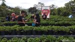 Foto: Serunya Wisata Petik Stroberi di Magelang