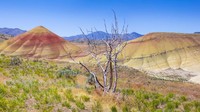 Perubahan cahaya dan tingkat kelembaban turut mempengaruhi warna yang muncul di permukaan bukit (iStock)