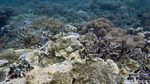 Pesona Alam Bawah Laut Pulau Sali Mutiara dari Timur Indonesia