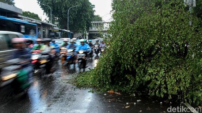 Pohon Tumbang di Jalan Kyai Tapa Jakbar Lalin Macet