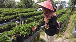 Foto: Serunya Wisata Petik Stroberi di Magelang