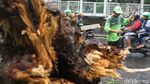 Pohon Tumbang di Jalan Kyai Tapa Jakbar Lalin Macet