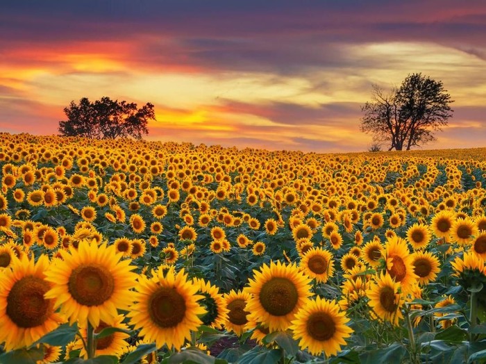 Manfaat Bunga Matahari Yang Belum Banyak Orang Tahu