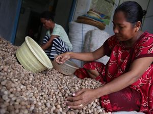 Tolong! Petani Pala di Madapolo Butuh Binaan Jaga Kualitas Ekspor