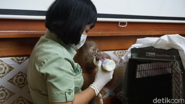 Orang utan yang diselundupkan di dalam koper oleh WN Rusia, kondisinya membaik