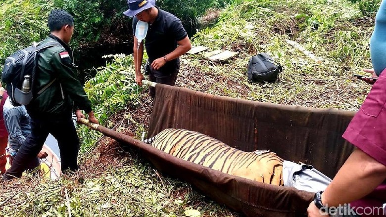 Kasihan, Harimau Sumatera Terjerat Kawat di Hutan Pelalawan Riau Kasihan, Harimau Sumatera Terjerat Kawat di Hutan Pelalawan Riau