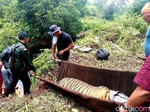 Kasihan, Harimau Sumatera Terjerat Kawat di Hutan Pelalawan Riau