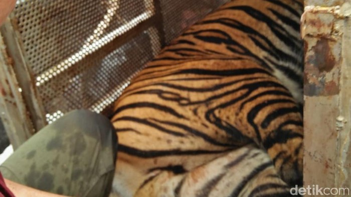 Harimau Sumatera terjerat kawat di Pelalawan, Riau.